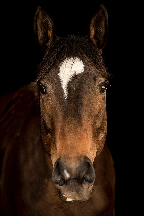 Horse in Town V