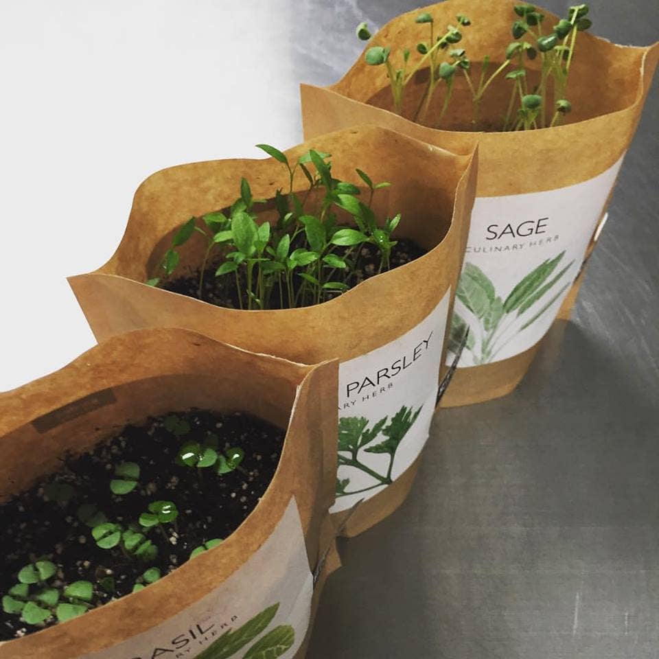 Garden in a Bag | Sage