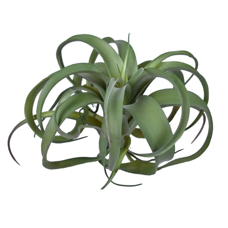 10.5" UV Protected Green Airplant