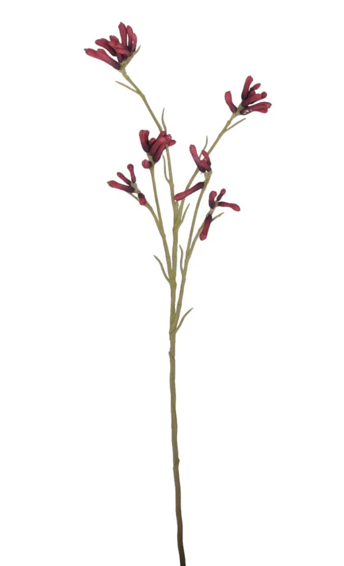 26" Red Kangaroo Paw Stem